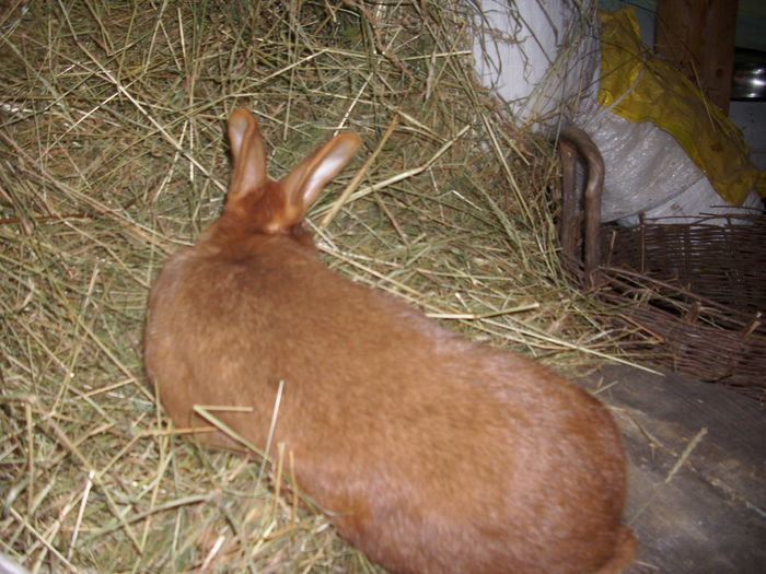 femela2014 150 ron vandut