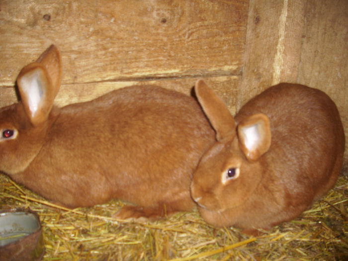 femele 2014 150 ron buc