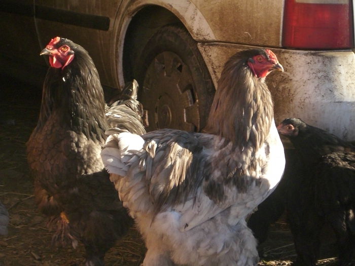 cocoș din 2014 mai 150 lei buc