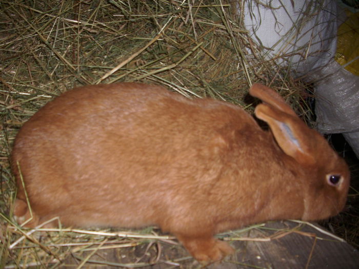 mascul 150 ron 2014 mart vandut