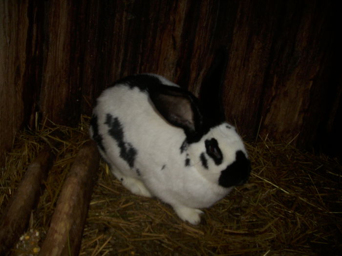 mascul 250 ron vandut