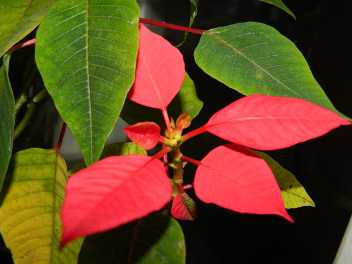 DSCN7380 - 2015_IANUARIE_ALBUM SPECIAL