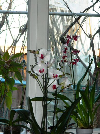 DSCN7548 - 2015_IANUARIE_ALBUM SPECIAL