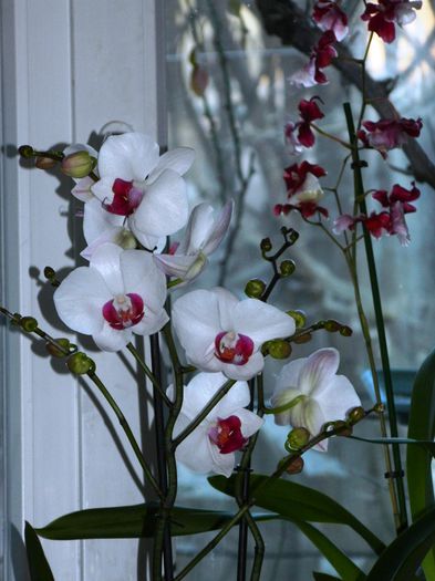 DSCN7549 - 2015_IANUARIE_ALBUM SPECIAL