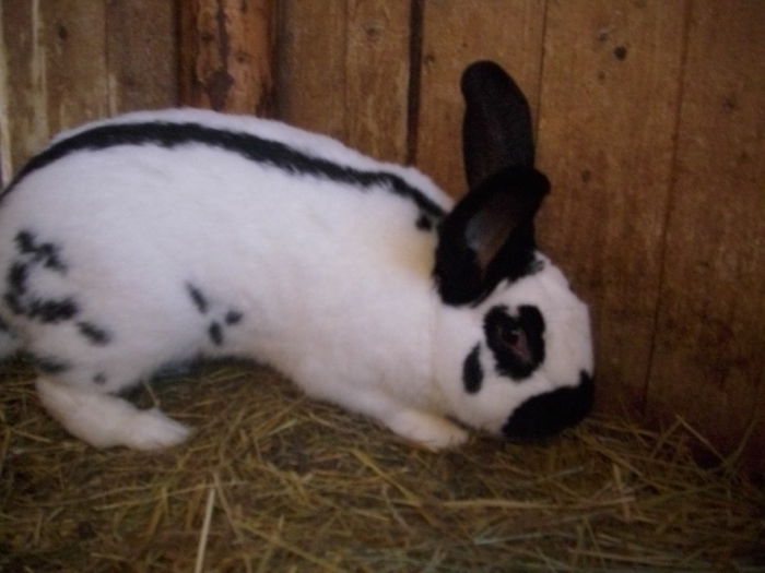 mascul 250 ron VANDUT