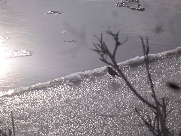 SAM_8757 - DE PRIN NATURA