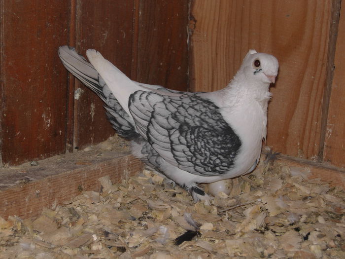 FEMELA 2014 SE VINDE