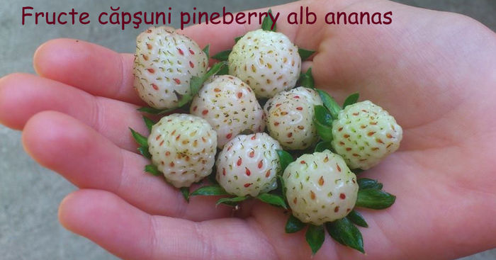 10806349_10202030052152555_5672520318657137319_n-001 - Capsuni albi ananas pineberry