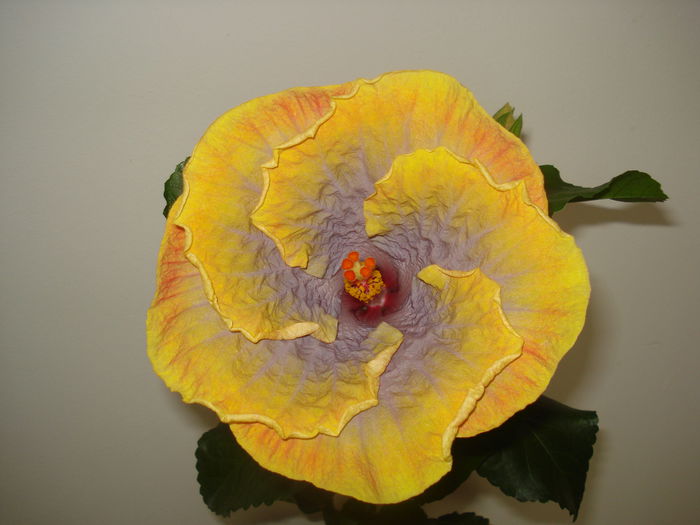 Creole Lady - HIBISCUS 2015