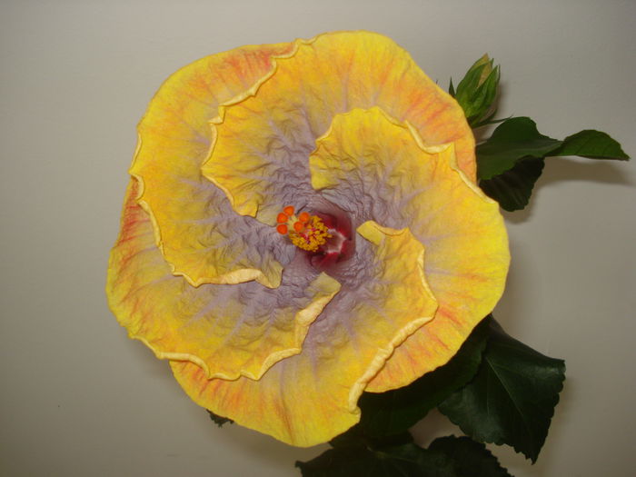 Creole Lady - HIBISCUS 2015