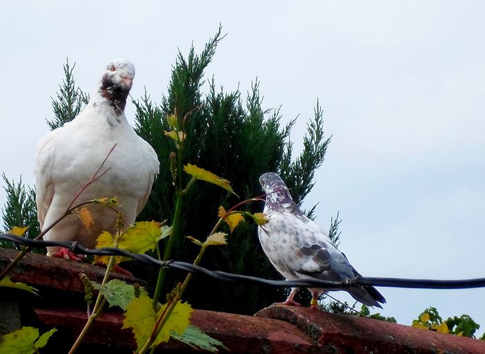 tatal la femela pestrita neagra