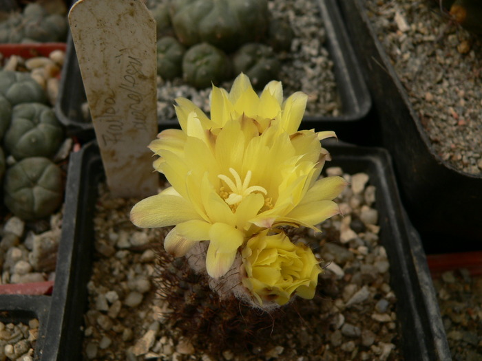 frailea_angelesii_fl