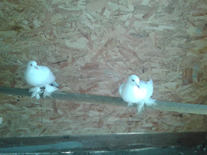 Incaltati maghiari - 70 RON VANDUTI; Super exemplare 
 Pereche 2014
