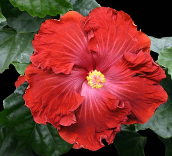 hibiscus-vermillion-queen- poza net