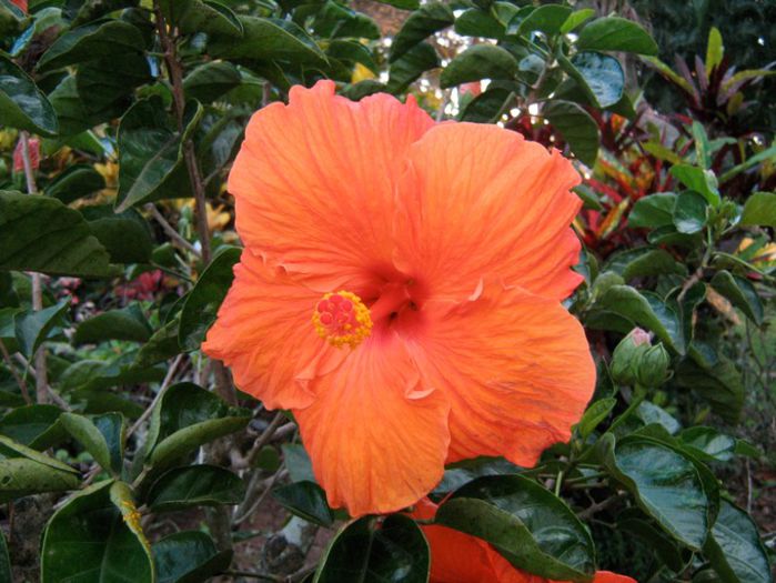 Jay's Orange- poza net - Hibiscus Jays Orange