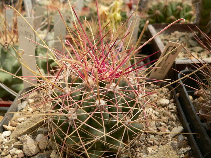 hamatocactus_davisi - genul Hamatocactus