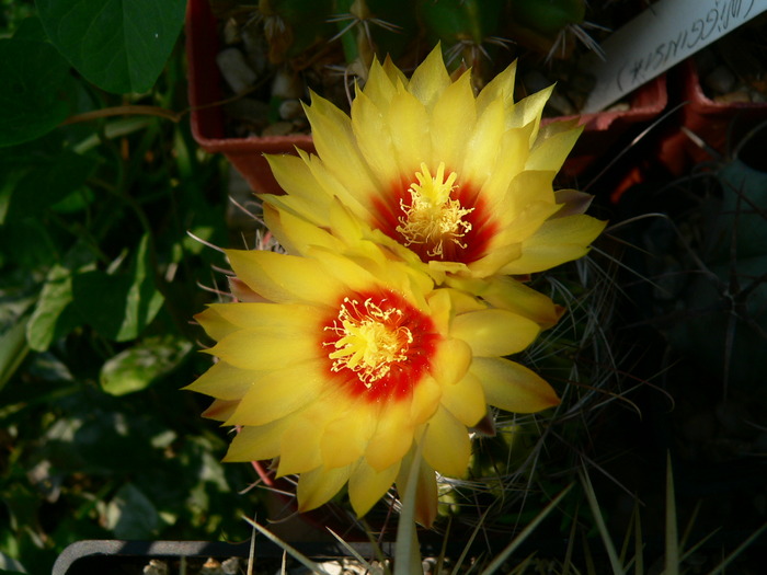 hamatocactus_setispinus