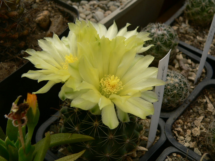 hamatocactus_setispinus_v.flavibaccatus - genul Hamatocactus