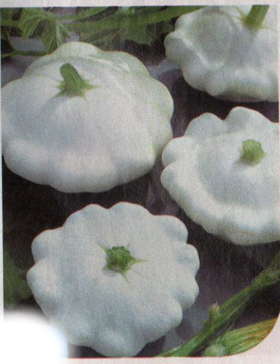 Dovlecel Early White Scallop - X IMAGINI LEGUME FRUCTE PLANTE