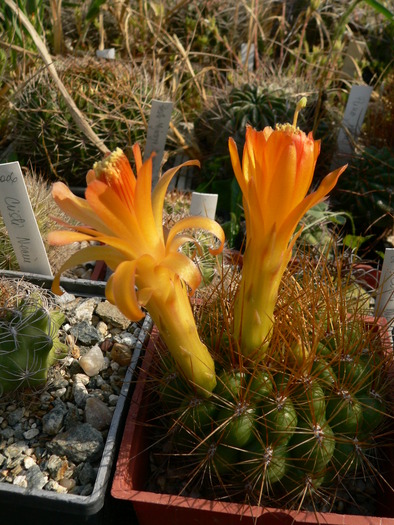 matucana_ aurantiaca