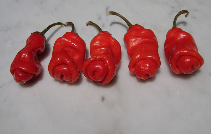 ardei peter pepper 1