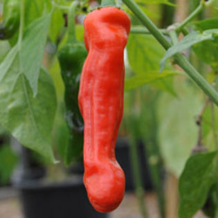 ardei peter pepper