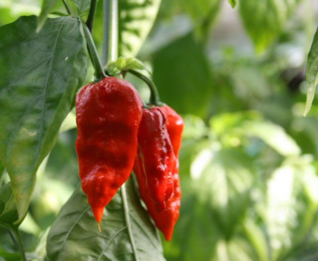 ardei NAGA MORICH 3 - NAGA MORICH