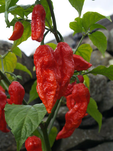 ardei NAGA BHUT JOLOKIA - BHUT JOLOKIA Chocolate