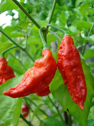 ardei NAGA BHUT JOLOKIA