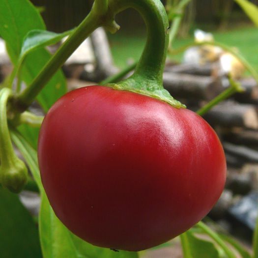 ardei CHERRY 5 - RED CHERRY CIREASA