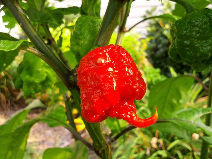 ardei CAROLINA _REAPER - CAROLINA _REAPER