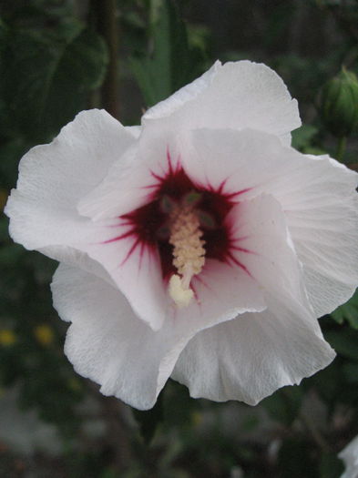 TRANDAFIR HIBISCUS 3