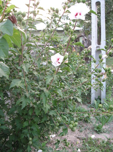 TRANDAFIR HIBISCUS 5