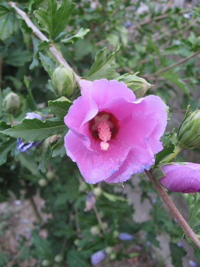 TRANDAFIR HIBISCUS 6 - TRANDAFIR HIBISCUS de gradina