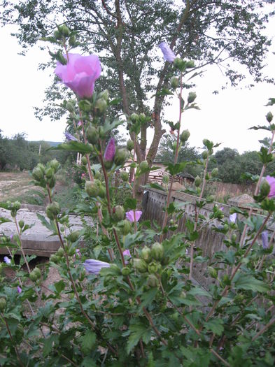 TRANDAFIR HIBISCUS 7 - TRANDAFIR HIBISCUS de gradina