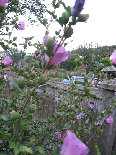 TRANDAFIR HIBISCUS 8 - TRANDAFIR HIBISCUS de gradina