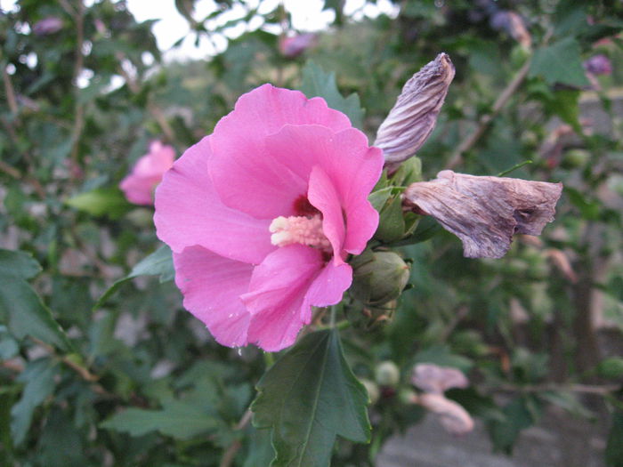 TRANDAFIR HIBISCUS 11 - TRANDAFIR HIBISCUS de gradina