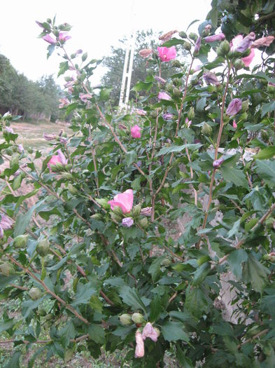 TRANDAFIR HIBISCUS 13