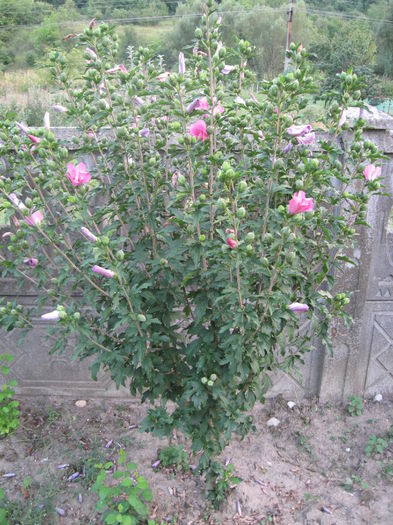 TRANDAFIR HIBISCUS 14