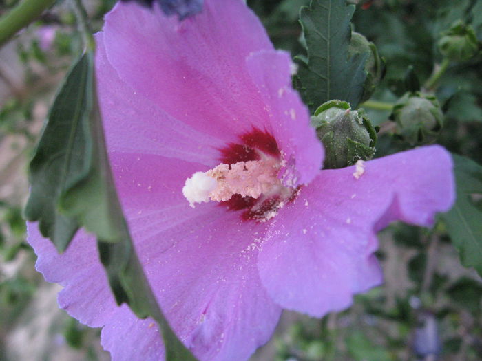 TRANDAFIR HIBISCUS 17