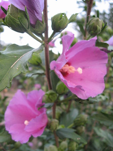 TRANDAFIR HIBISCUS 18