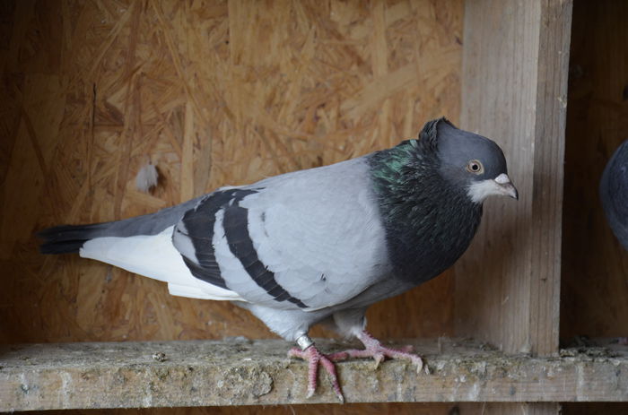 _DSC0005 - Porumbei-amintiri