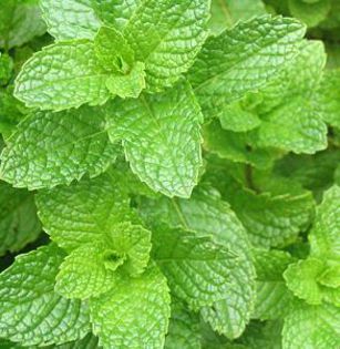 Spearmint 2 - MENTA SPICATA SPEARMINT