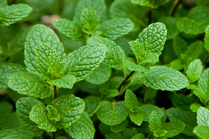 Spearmint 4 - MENTA SPICATA SPEARMINT