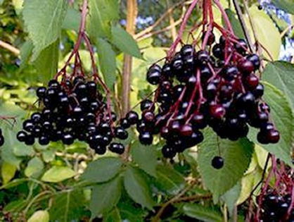 soc negru 2; Soiul Haschberg este caracterizat de fructe mari şi un randament mai bun decât socul comun. Chiorchinii individuali pot ajunge la o greutate de 800_ 1000 g. Este un copac voluminous cu multe ramificaţ
