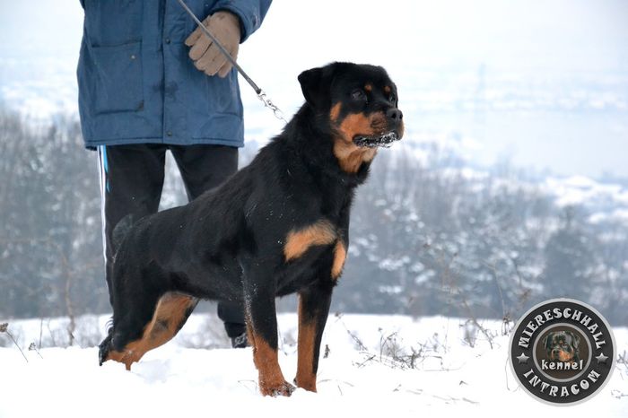 Femela Rottweiler 1 an; Femela Rottweiler 1 an
