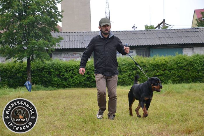 Mascul Rottweiler - 1Contact