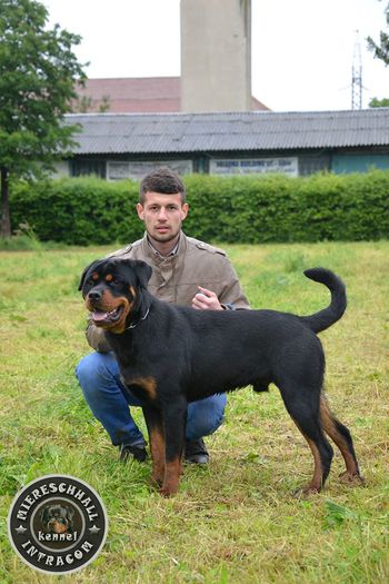 Mascul Rottweiler