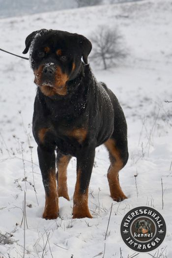 Mascul Rottweiler; Disponibil pentru monta

