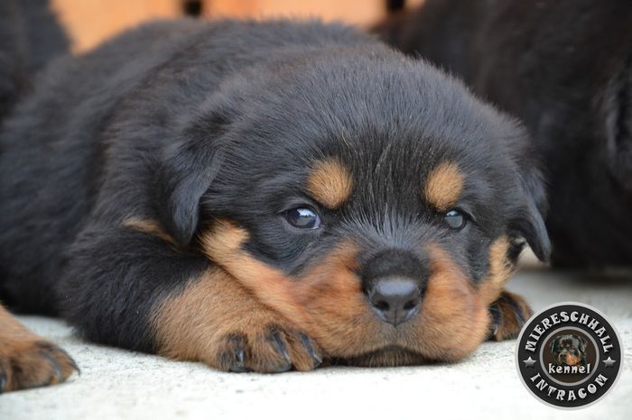 Pui Rottweiler